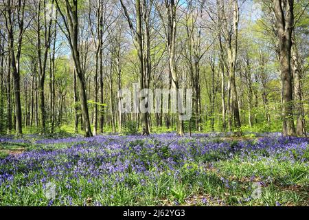 Bluebells in primavera 2022 Foto Stock