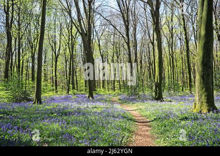 Bluebells in primavera 2022 Foto Stock