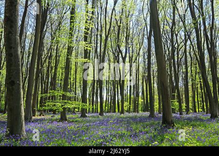 Bluebells in primavera 2022 Foto Stock