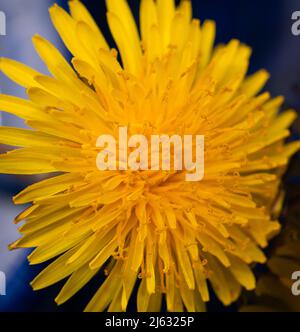 Singolo, fiore giallo dente di leone brillante. Primo piano. Foto Stock
