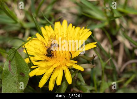 Un'ape su fiore di munghie in primo piano. Ape piccola impollinando un dente di leone. Foto Stock
