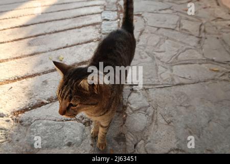 Curioso gatto che si avvicina ad Ano poli, Salonicco, Grecia 2021 Foto Stock