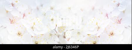 Sfondo primaverile con fiori bianchi e rami sunbeamson di ciliegia fiorente macro con fondo soft focus. Biglietti d'auguri di Pasqua e di primavera. Foto Stock