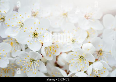 Sfondo primaverile con fiori bianchi e rami sunbeamson di ciliegia fiorente macro con fondo soft focus. Biglietti d'auguri di Pasqua e di primavera. Foto Stock