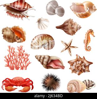 Insieme realistico di diverse belle conchiglie e altri animali marini isolato su sfondo bianco illustrazione vettoriale Illustrazione Vettoriale