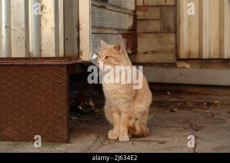 Gatto annoiato che custodisce le strette strade del quartiere Ano poli a Salonicco, Grecia 2021 Foto Stock