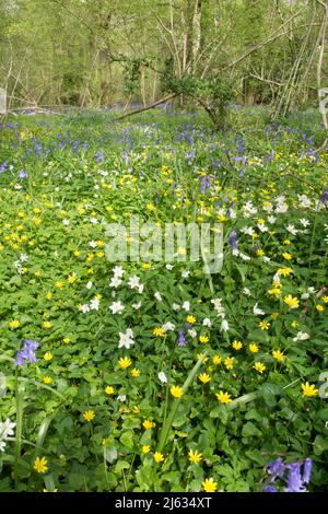 Bluebells, Hyacinthoides non-scripta, Lesser celandine, ficaria verna, Ranunculus ficaria, Legno Anemone, Anemone nemorosa, Sussex, fiori di bosco Foto Stock