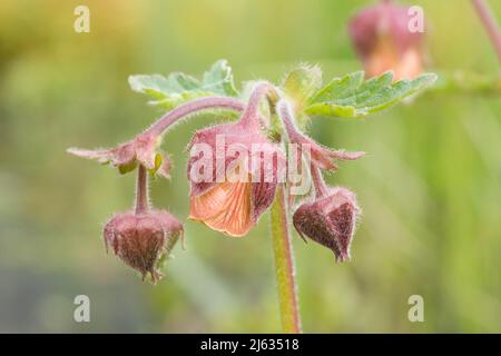 Water avens, Geum rivale, aprile, Sussex, Regno Unito Foto Stock