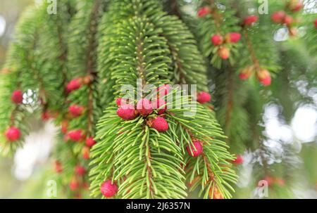 Coni giovani su un abete rosso. Foto Stock