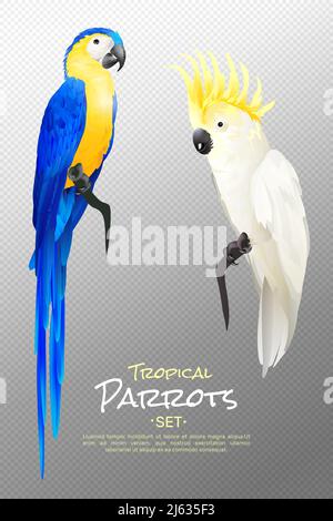 Set di pappagalli tropicali realistici, tra cui il giallo blu macaw e. cockatoo su sfondo trasparente immagine vettoriale isolata Illustrazione Vettoriale