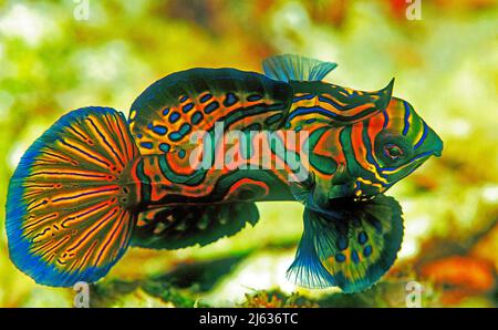 Pesce mandarino (Synchiropus Spendidus), Raja Ampat, Irian Jaya, Papua occidentale, Indonesia, Oceano Pacifico Foto Stock
