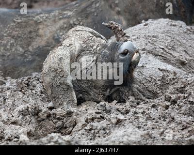 Capo Buffalo (il caffer di Syncerus) che si trova nel cratere di Ngorongoro, in Tanzania, e che offre un bagno di fango Foto Stock