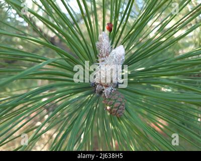 Giovani rami di abete rosso primo piano. Piccoli rami di abete verde morbido. Messa a fuoco selettiva. Utilizzare come sfondo di banner o storie, elemento di design. Foto Stock