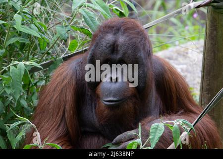 Primo piano di un orangutano borneano maschio adulto (Pongo pygmaeus) con uno sfondo verde erba Foto Stock