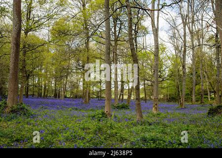 Un'incredibile esposizione di bluebells primaverili nei boschi vicino a Henley, Berkshire, Regno Unito. Foto Stock