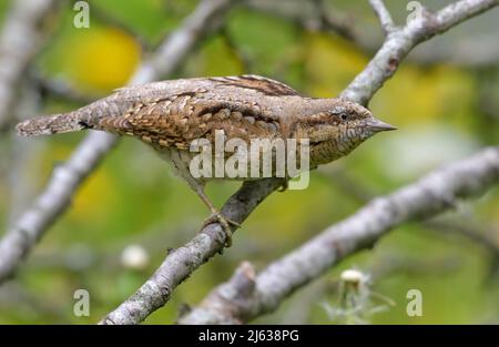 Girocollo eurasiatico (torquilla di Jynx) seduto su un vecchio persico di licheni in un ambiente sfarzoso Foto Stock