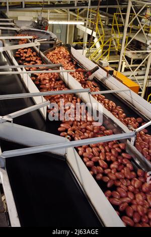 American Falls, Idaho, USA Apr 30, 2011 immagine di un nastro trasportatore che sposta le patate rosse in un impianto di lavorazione dell'Idahofood. Foto Stock