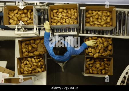 American Falls, Idaho, USA Apr. 30, 2011 immagine di un nastro trasportatore in un impianto di lavorazione degli alimenti, e lavoratori che smistano patate russett. Foto Stock
