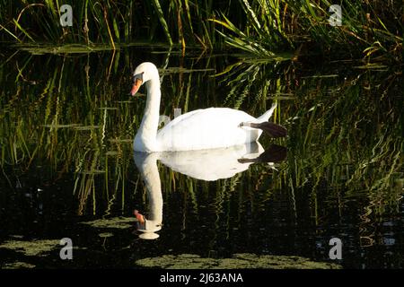 Mute Swan (Cygnus olor) silenziare lo swan lazing nell'acqua verde scuro di fiume con canne sullo sfondo e riflessa nel acqua Foto Stock