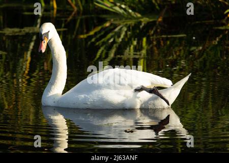 Mute Swan (Cygnus olor) mute swan lazing nella verde acqua del canale con canne sullo sfondo e un piede sollevato Foto Stock