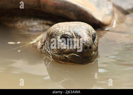 Una tartaruga sulcata, tartaruga scanalata, tartaruga a sperone o tartaruga a sperone africana. Le tartarughe africane spurred sono le tartarughe più grandi della terraferma Foto Stock