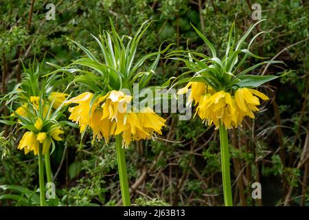 Fiori gialli della Fritillaria Imperiale, conosciuta anche come Fritillario Imperiale e corona imperiale, coltivata per i suoi grandi e spettacolari grappoli di campane Foto Stock