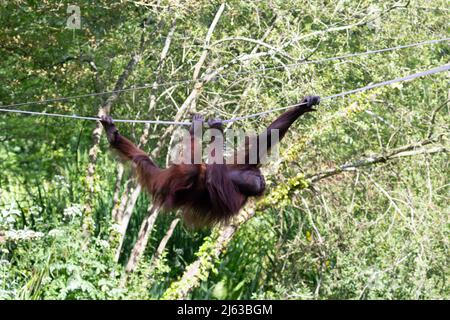 Giovane orangutano borneano (Pongo pygmaeus) che attraversa su un ponte di corda con alberi sullo sfondo Foto Stock
