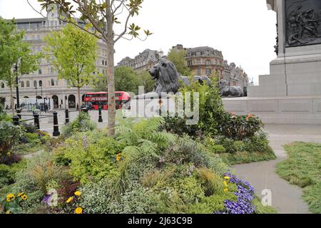 Londra, Regno Unito. 27th Apr 2022. Come parte della Grande Campagna del selvaggio di Innocent, Trafalgar Square è riappassita per il giorno con piante e alberi . Credit: Uwe Deffner/Alamy Live News Foto Stock