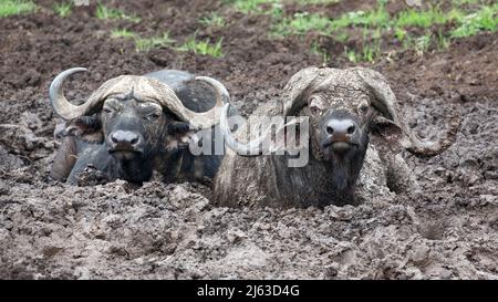 Cape bufalos (Syncerus caffer caffer), situato in profondità nel fango nel cratere di Ngorongoro in Tanzania Foto Stock