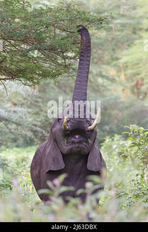 Elefante africano che raggiunge in un albero di acacia con il suo tronco di alimentazione nel cratere di Ngorongoro Foto Stock