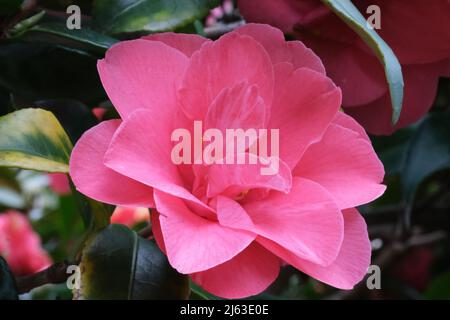 Fiore magenta brillante di camellia. Rosa fresco camellia fiore testa macro primo piano Foto Stock