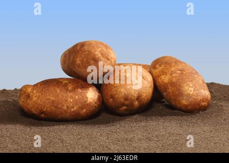 Un mucchio di patate Russet Burbank di colore marrone dorato coltivate nell'Idaho si trova nel terreno, con un cielo blu sullo sfondo. Foto Stock