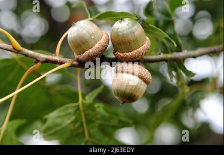 Tre ghiande che crescono raggruppati sul ramo di un albero di quercia. Foto Stock