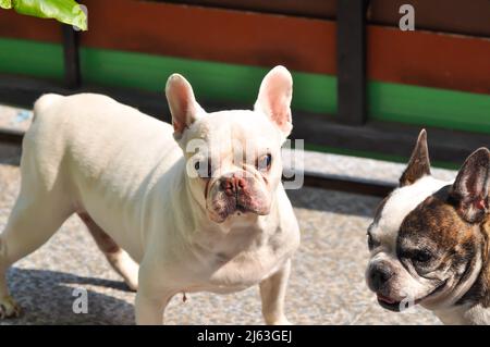 Cane o bulldog francese, due bulldog francese Foto Stock