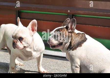 Cane o bulldog francese, due bulldog francese Foto Stock