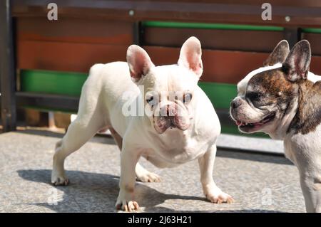 Cane o bulldog francese, due bulldog francese Foto Stock