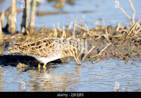 Wilson's Snipe alimentare Foto Stock