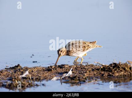 Wilson's Snipe alimentare Foto Stock