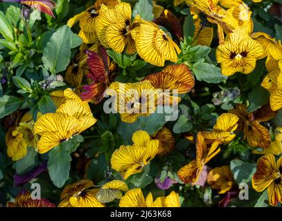 Vaso di terracotta pieno di fiori di viola gialla e ambra a righe con il nome di Tiger Eye. Fotografato al giardino RHS Wisley, Surrey UK Foto Stock