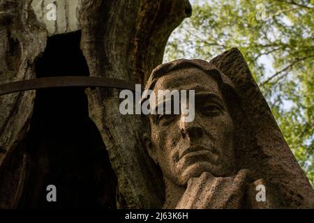 La quercia di 700 anni di Gregory Skovoroda. Il Museo del filosofo ucraino e poeta Gregory Skovoroda complesso nel villaggio di Skovorodynivka, regione di Kharkiv, Ucraina Foto Stock