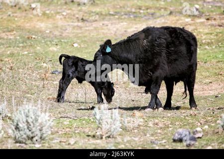 Una mucca in un pascolo dell'Idaho, che si prende cura del suo vitello appena nato. Foto Stock