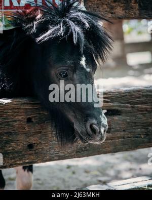 Pony nero con testa spuntata dalla gabbia di legno. Foto Stock