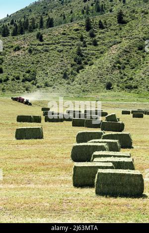 Fieno di erba medica raccolto e imballato nei fertili campi agricoli dell'Idaho. Foto Stock