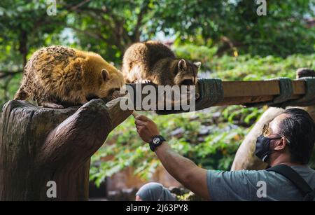 Un uomo che indossa maschera facciale sta alimentando un raccoon seduto sull'albero. Foto Stock