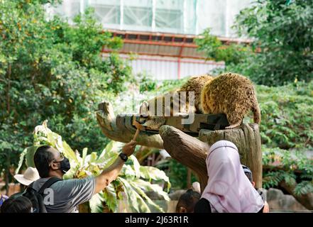 Un uomo che indossa maschera facciale sta alimentando un raccoon seduto sull'albero. Foto Stock