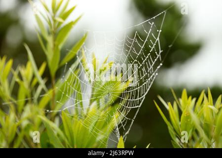 La rugiada di mattina presto cade su uno spiderweb.v Foto Stock