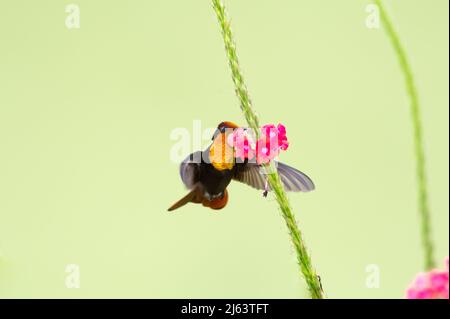 Oro scintillante Ruby Topaz hummingbird, crisolampis mosquitus, che si nutrono su un fiore rosa verviano isolato su uno sfondo di colore chiaro. Foto Stock