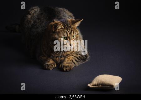 Gatto tabby adulto che staring al suo giocattolo favorito della catnip Foto Stock