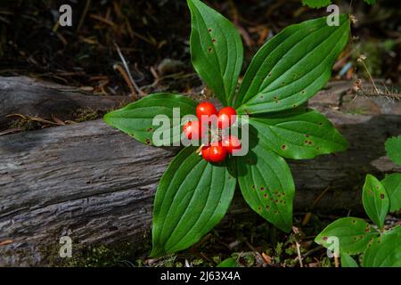 Bunchberry occidentale, Cornus unalaschkensis, con drupe rosso brillante (frutti) è una copertura nativa comune nelle foreste del nord-ovest del Pacifico. Foto Stock