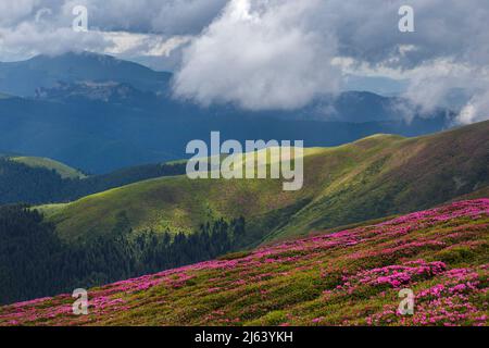 Splendidi paesaggi estivi sui monti Carpatii, fiori di rododendro, vista sulle montagne Foto Stock